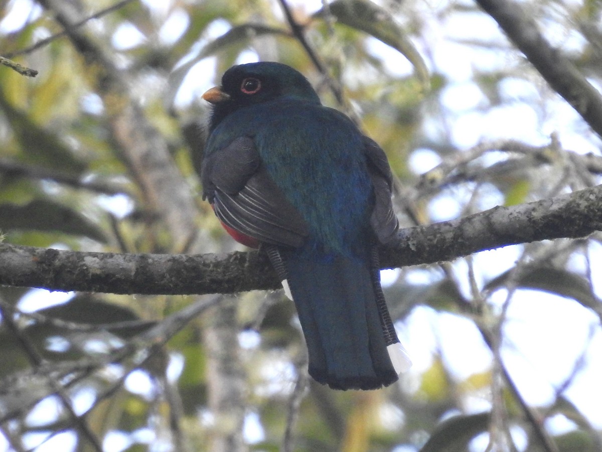 Trogon masqué - ML623940690