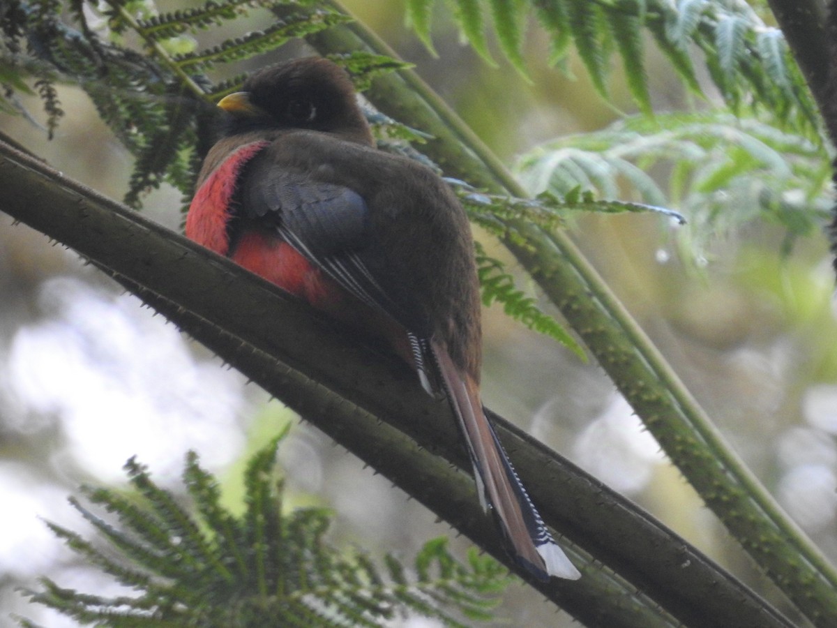 Trogon masqué - ML623940691