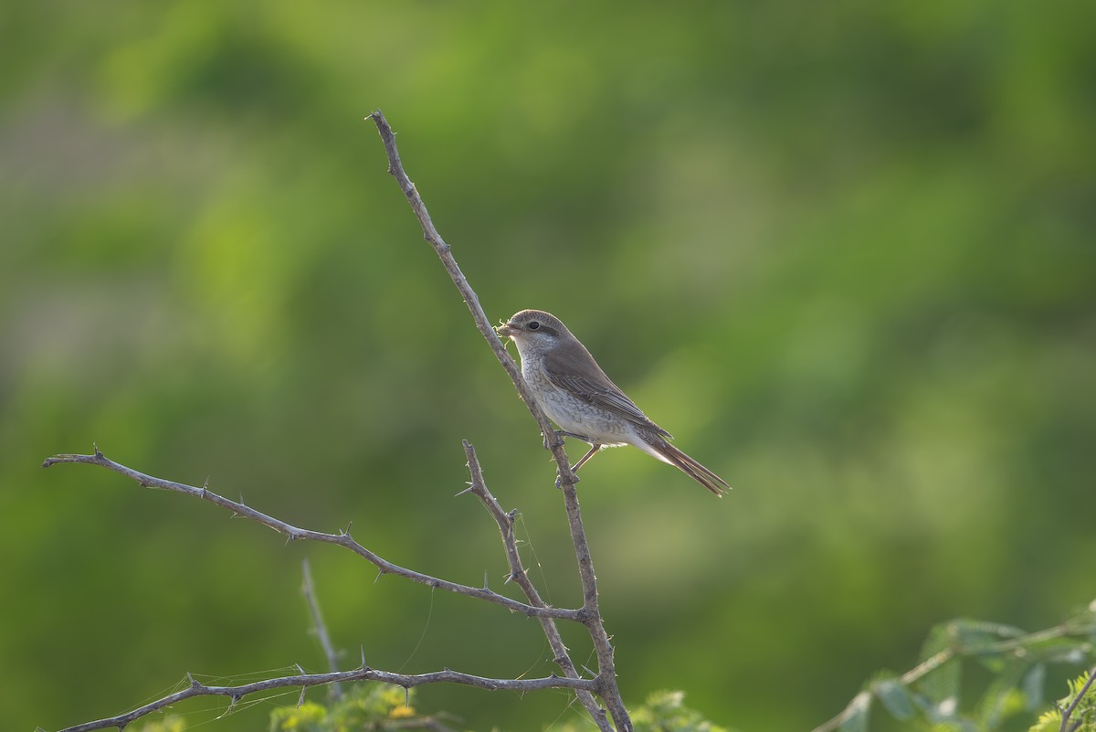 Red-tailed Shrike - ML623940693