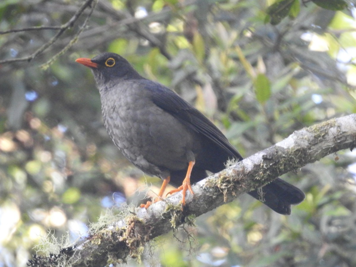 Great Thrush - ML623940697