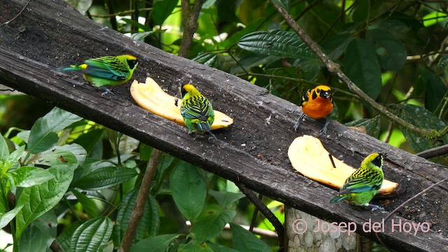 Green-and-gold Tanager - ML623940699