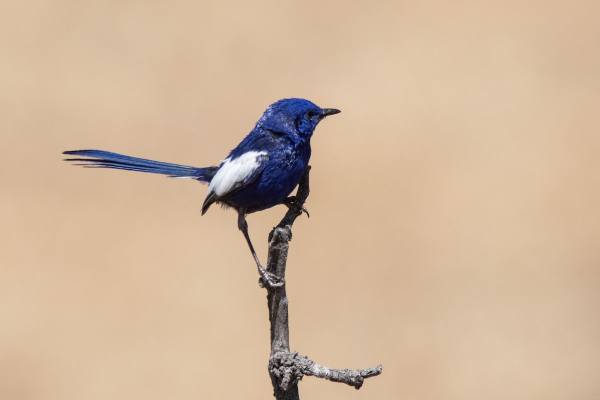 White-winged Fairywren (Blue-and-white) - ML623940712