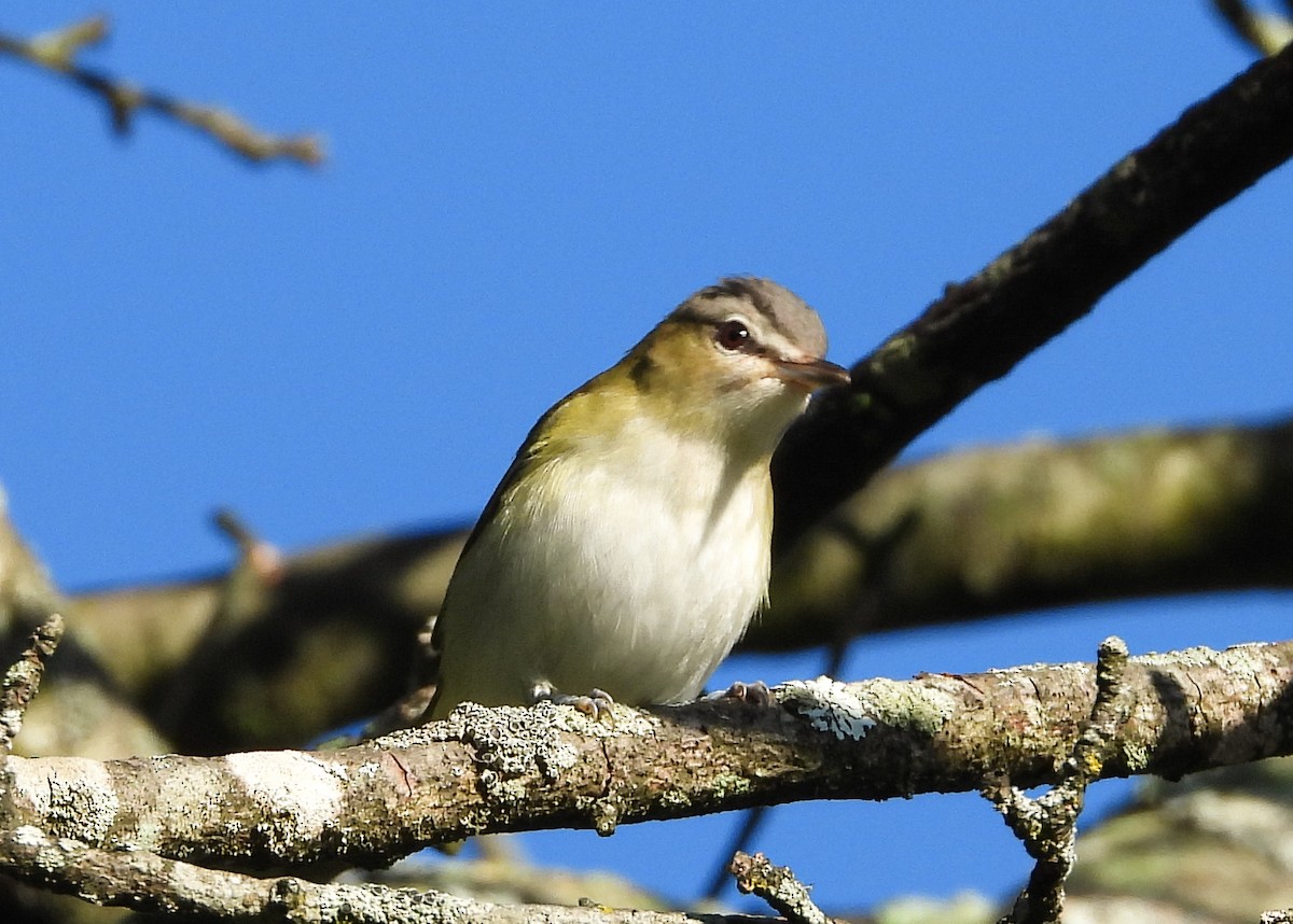 Red-eyed Vireo - ML623940713