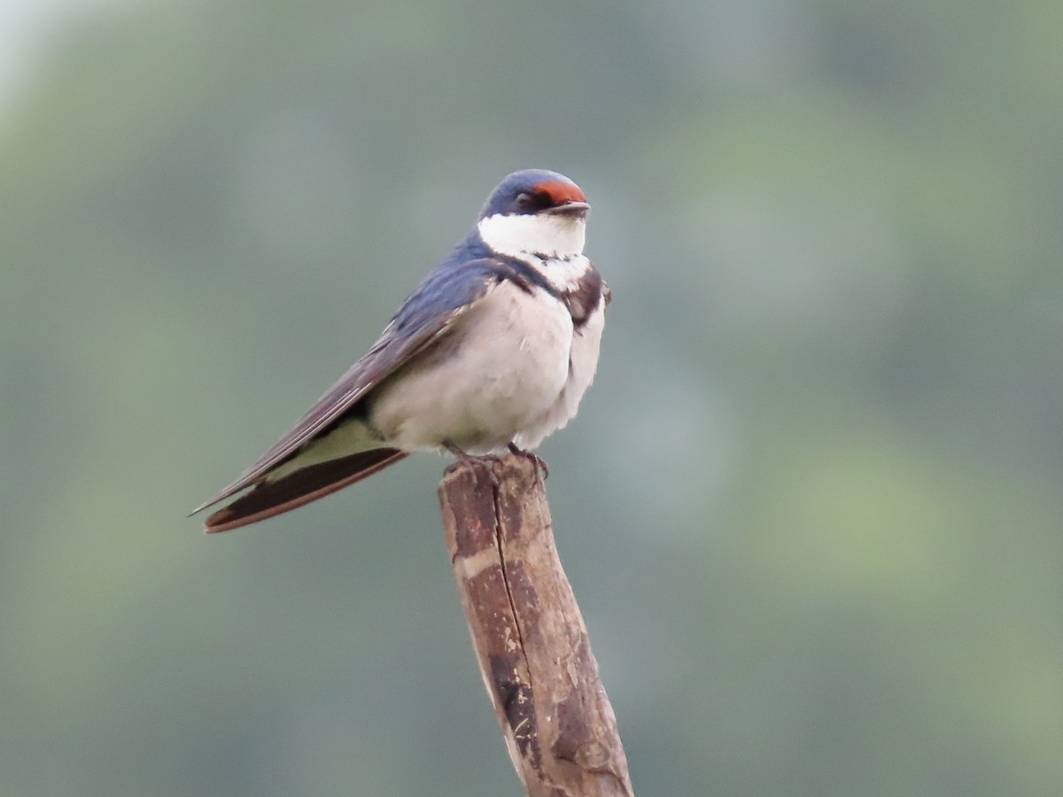 White-throated Swallow - ML623940723