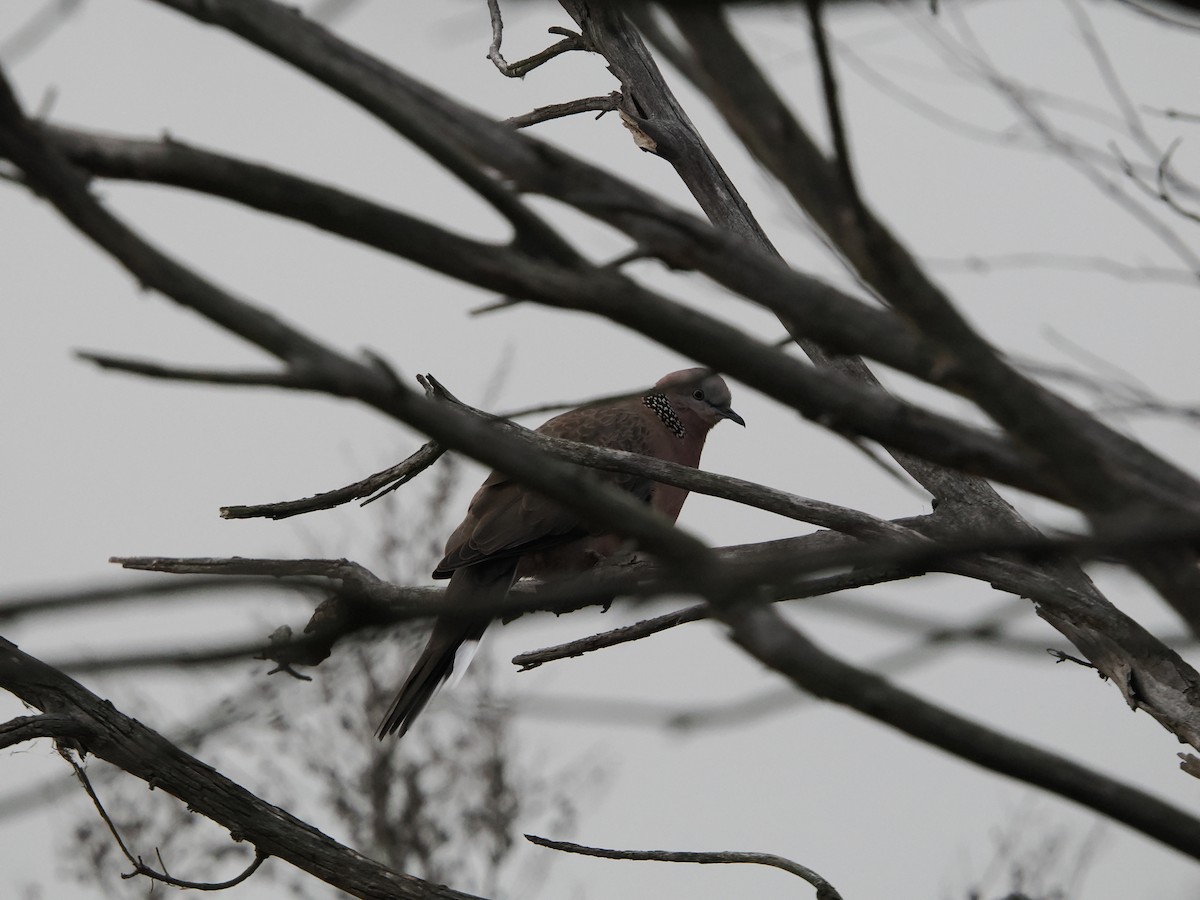 Spotted Dove - ML623940739