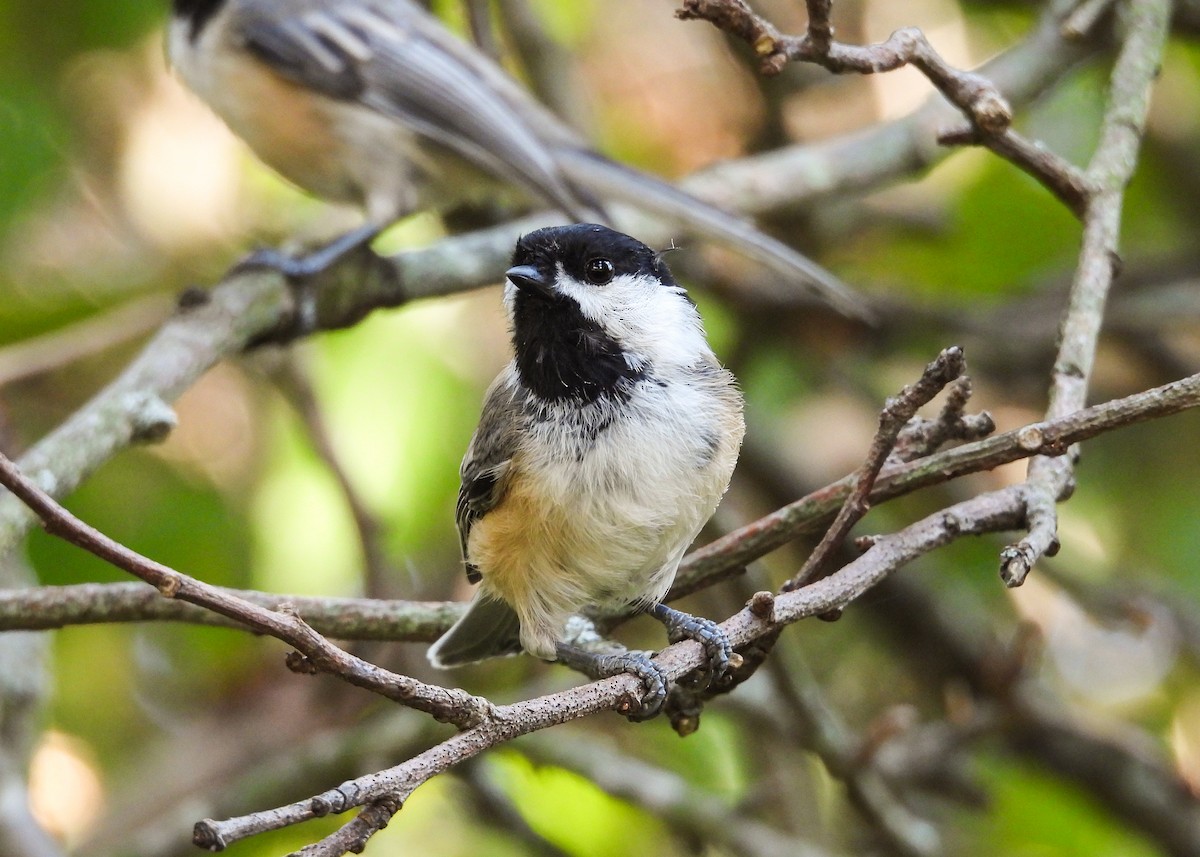 Mésange à tête noire - ML623940747