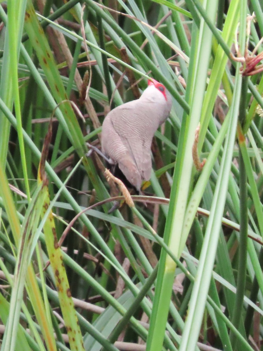 Common Waxbill - ML623940753