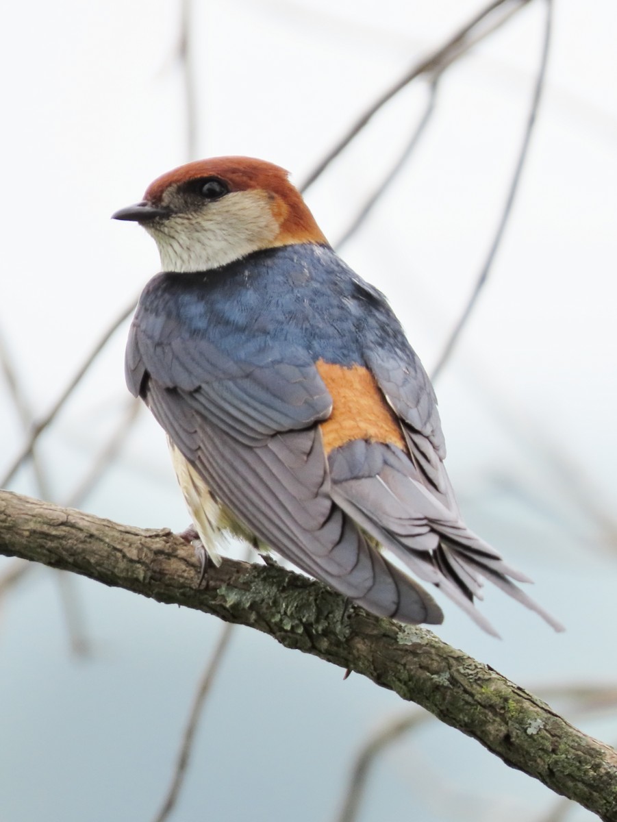 Greater Striped Swallow - ML623940760