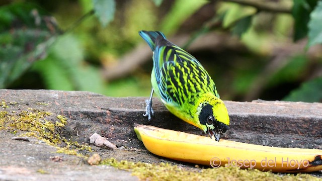 Green-and-gold Tanager - ML623940769