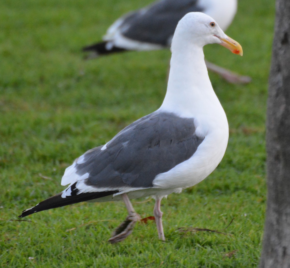 Western Gull - ML623940773