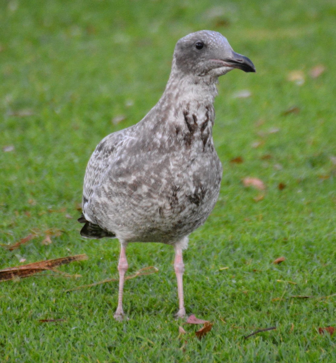 Western Gull - ML623940774