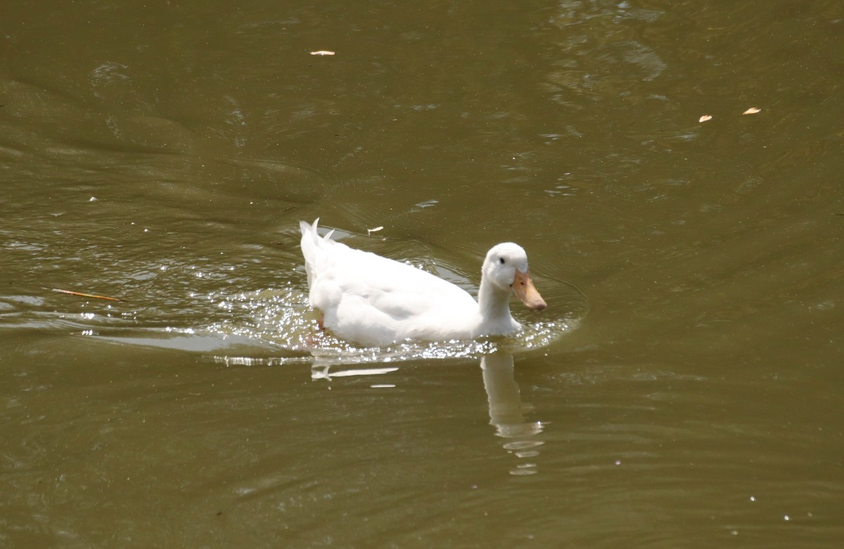 Muscovy Duck (Domestic type) - ML623940781