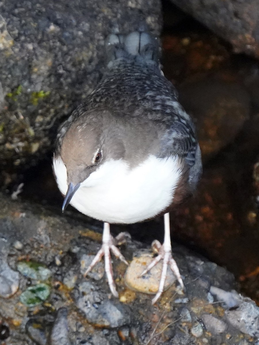 White-throated Dipper - ML623940784