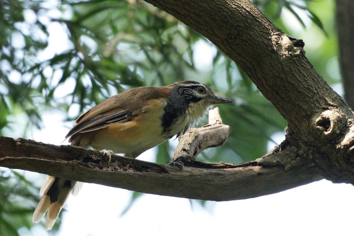 Greater Necklaced Laughingthrush - ML623940794