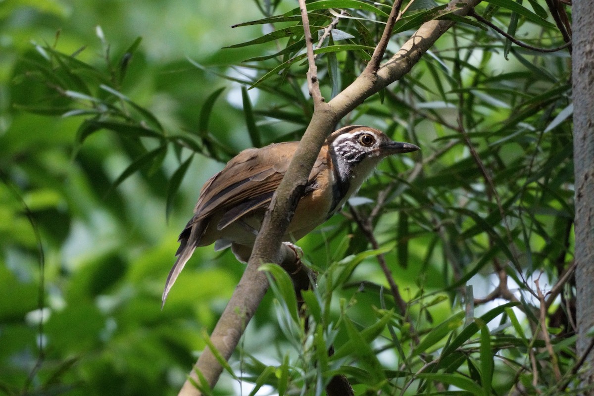 Greater Necklaced Laughingthrush - ML623940795