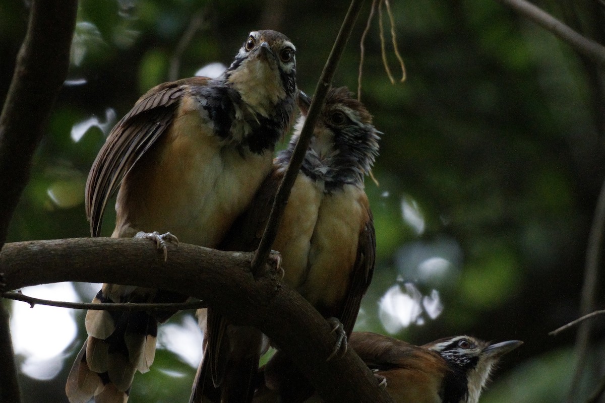 Greater Necklaced Laughingthrush - ML623940796