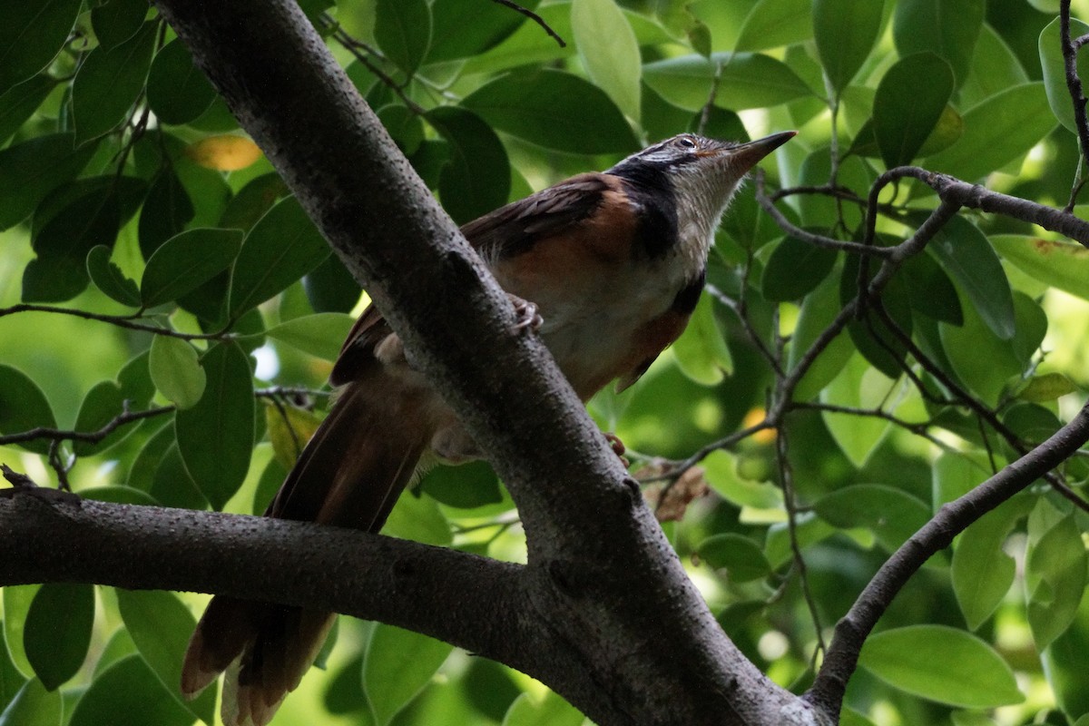 Greater Necklaced Laughingthrush - ML623940797