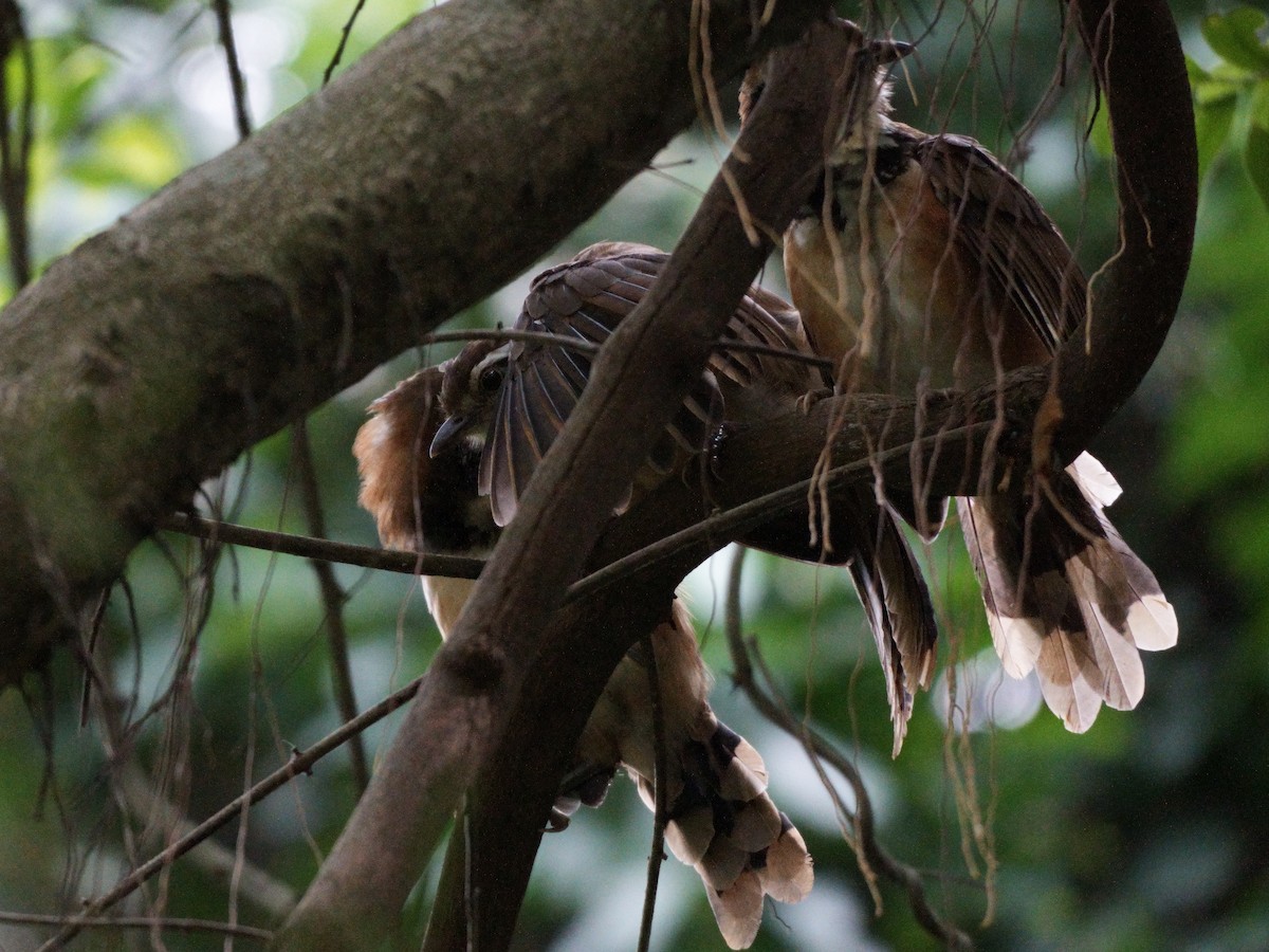 Greater Necklaced Laughingthrush - ML623940798