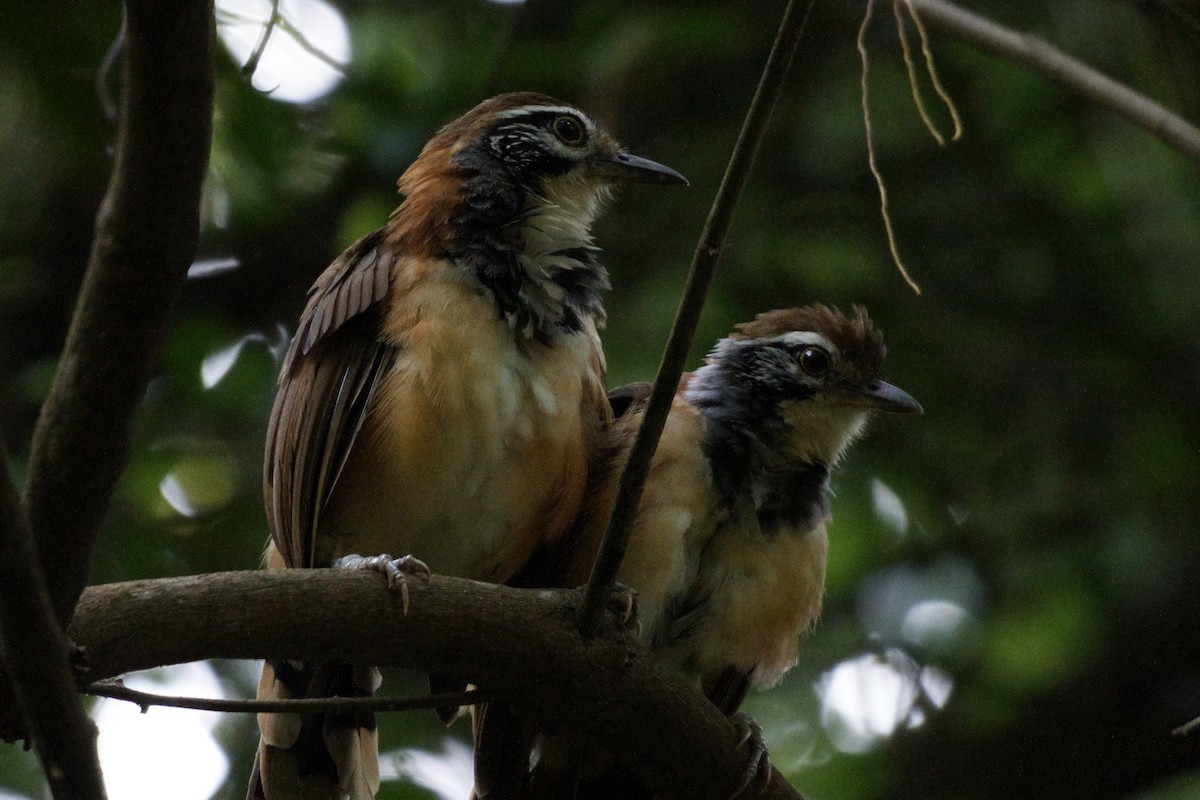 Greater Necklaced Laughingthrush - ML623940799