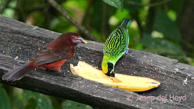 Green-and-gold Tanager - ML623940809