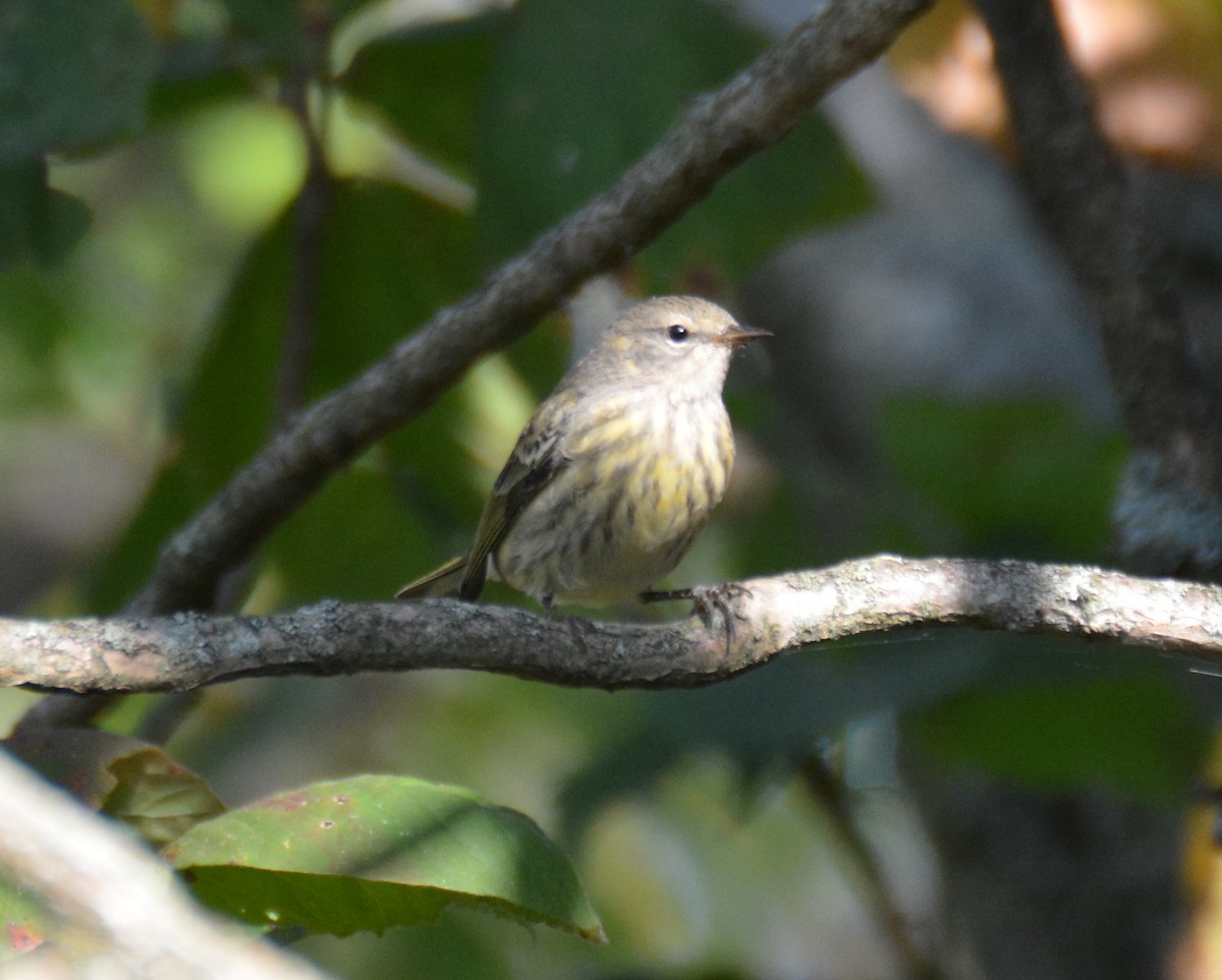 Cape May Warbler - ML623940821