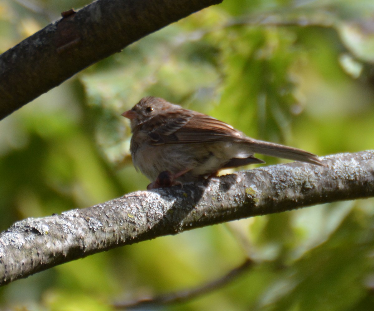 Field Sparrow - ML623940832