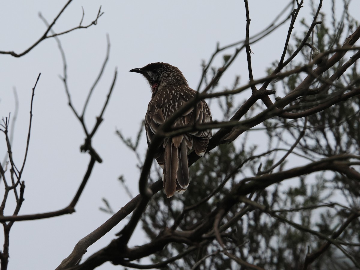 Red Wattlebird - ML623940836