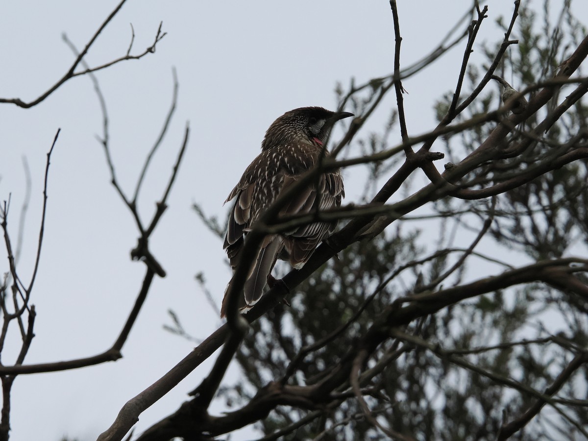 Red Wattlebird - ML623940837