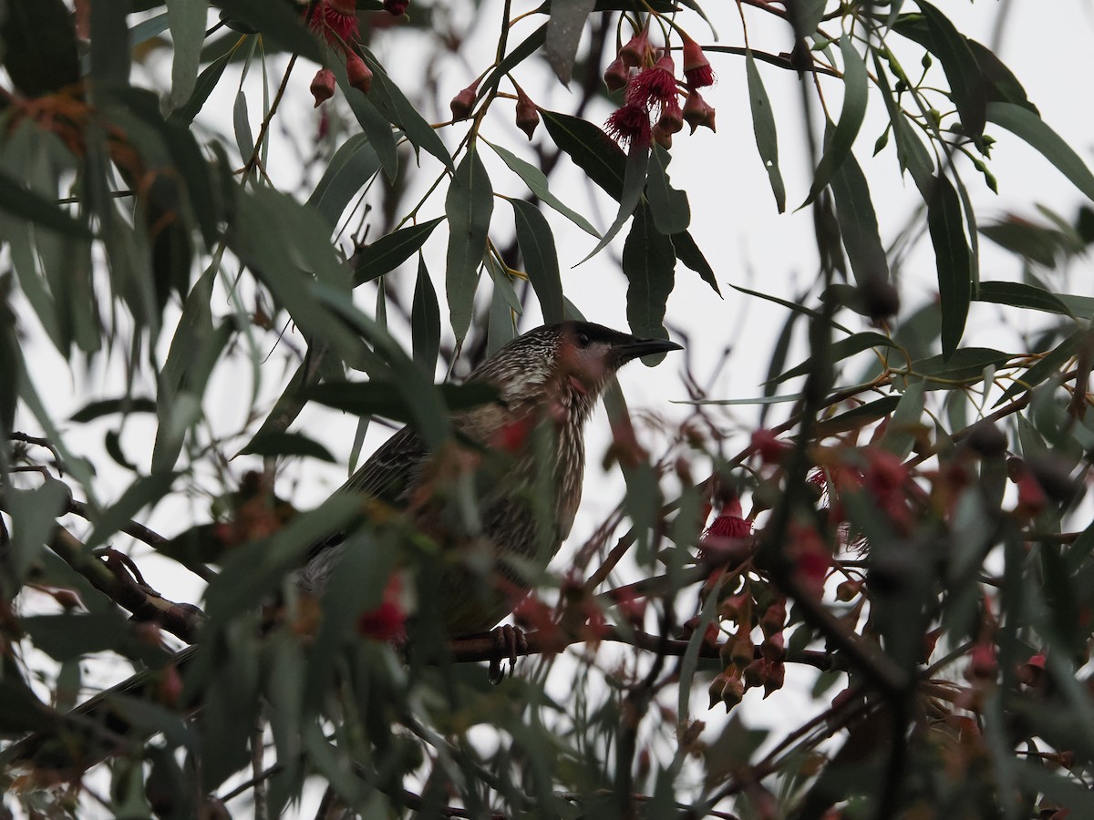 Red Wattlebird - ML623940838