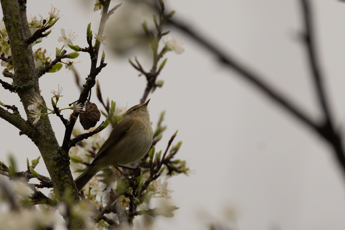 Common Chiffchaff - Frank van Drogen