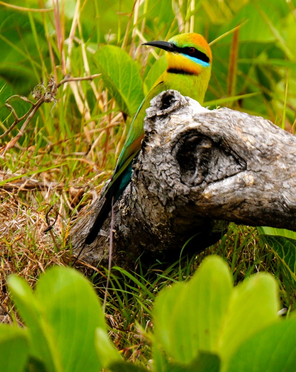 Rainbow Bee-eater - ML623940864