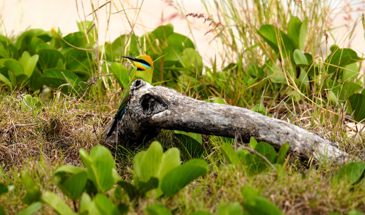 Rainbow Bee-eater - ML623940869