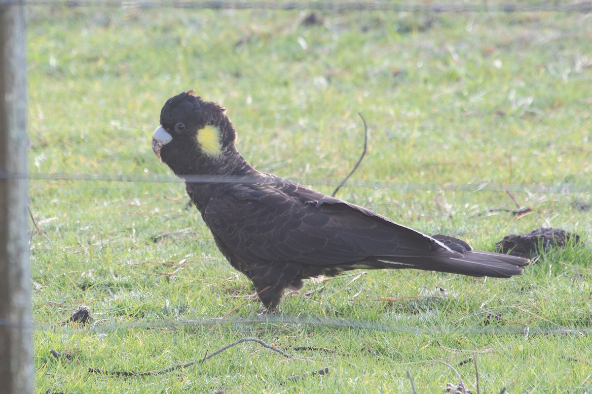 Yellow-tailed Black-Cockatoo - ML623940872