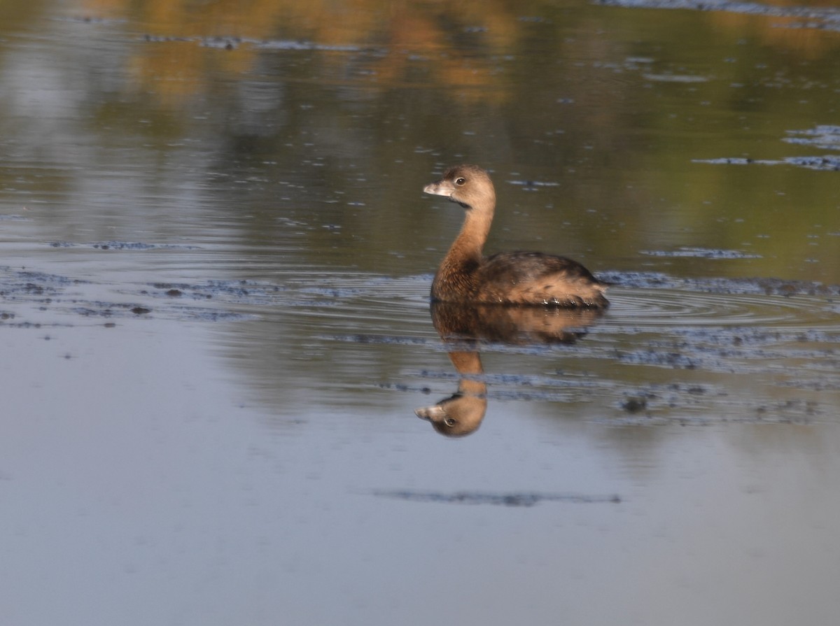 Pied-billed Grebe - ML623940873