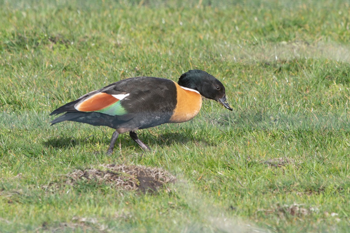 Australian Shelduck - ML623940874