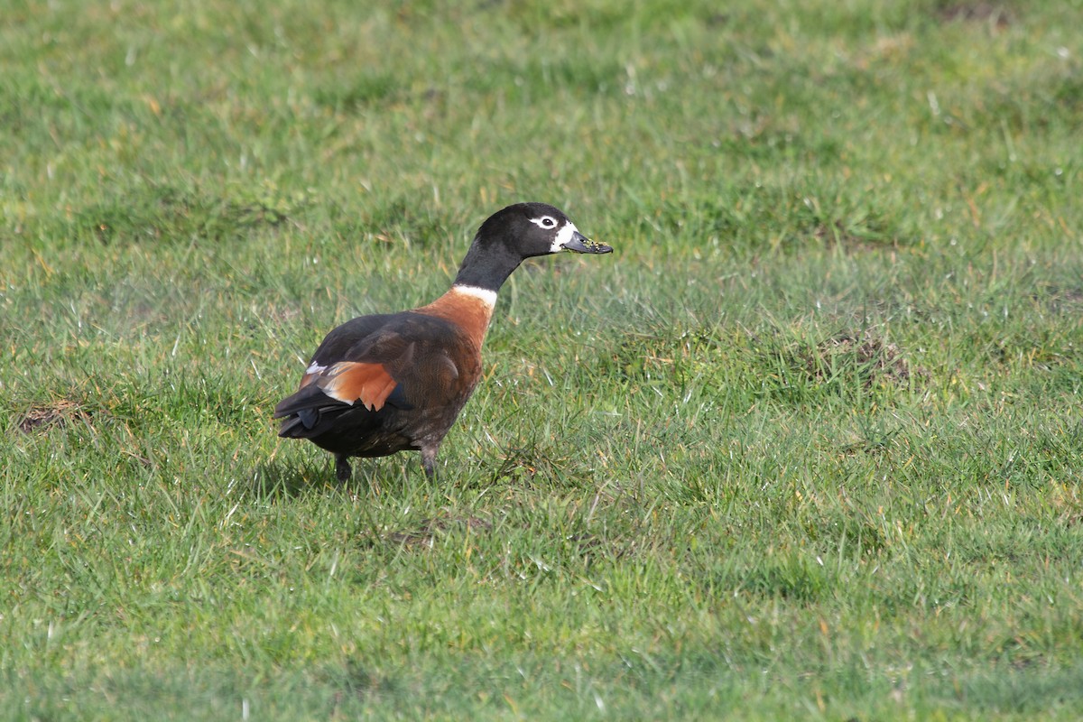 Australian Shelduck - ML623940875