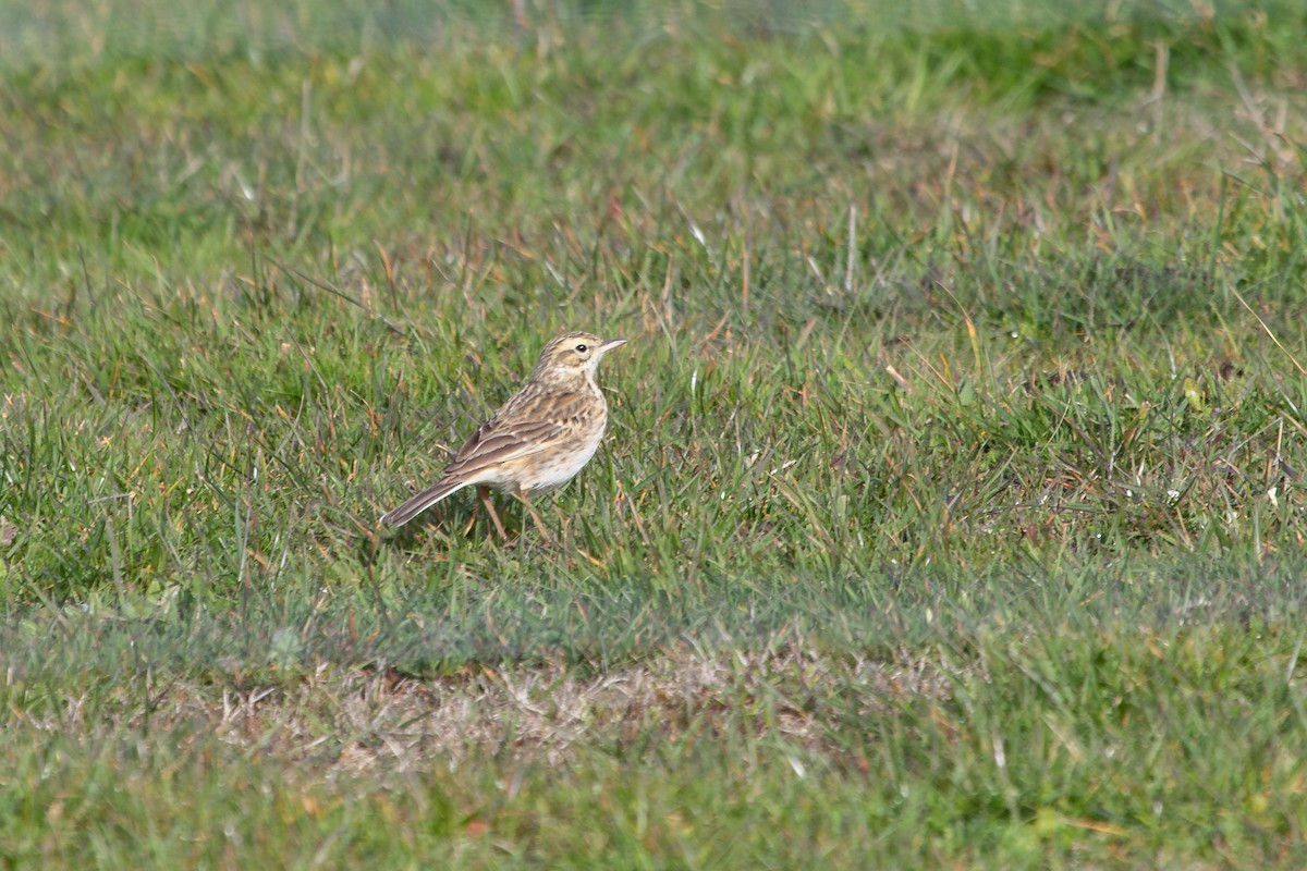 Australian Pipit - ML623940876