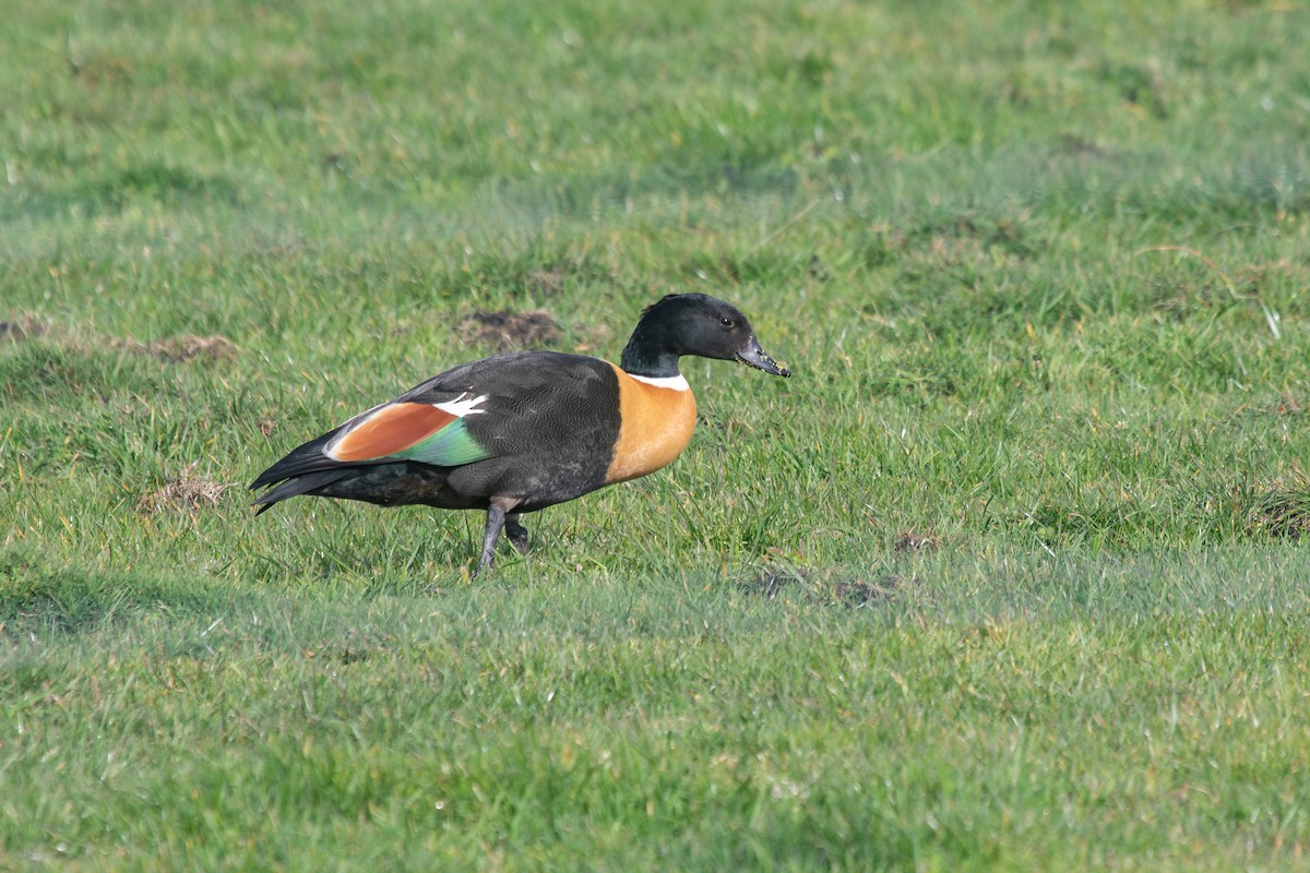 Australian Shelduck - ML623940879