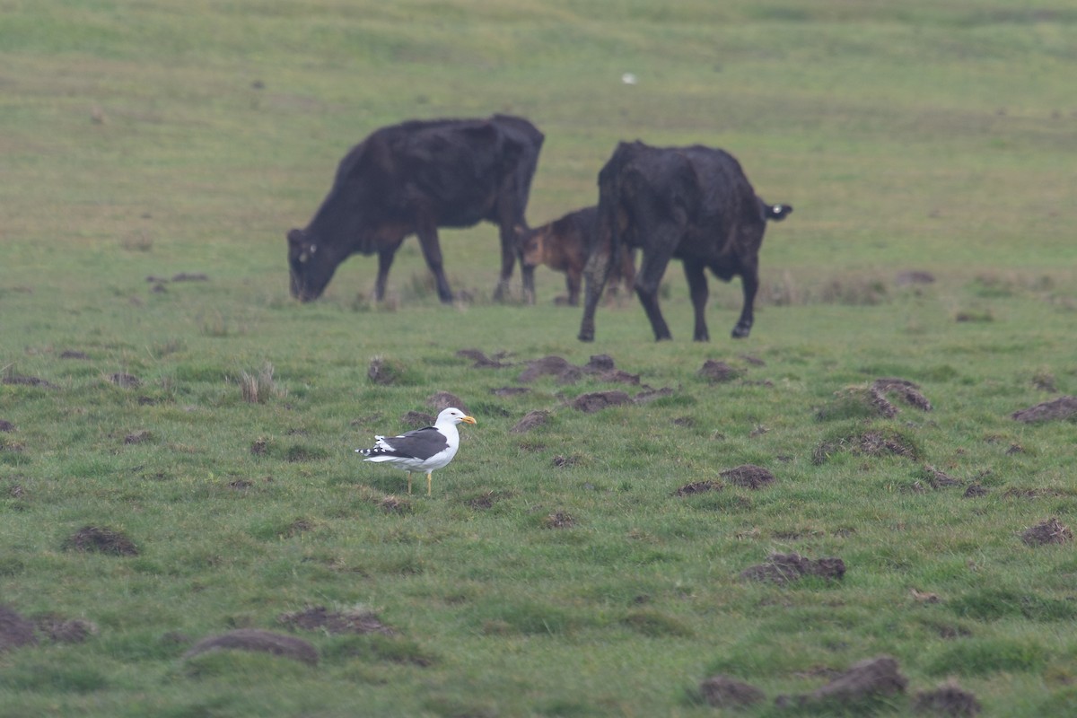 Kelp Gull - ML623940880