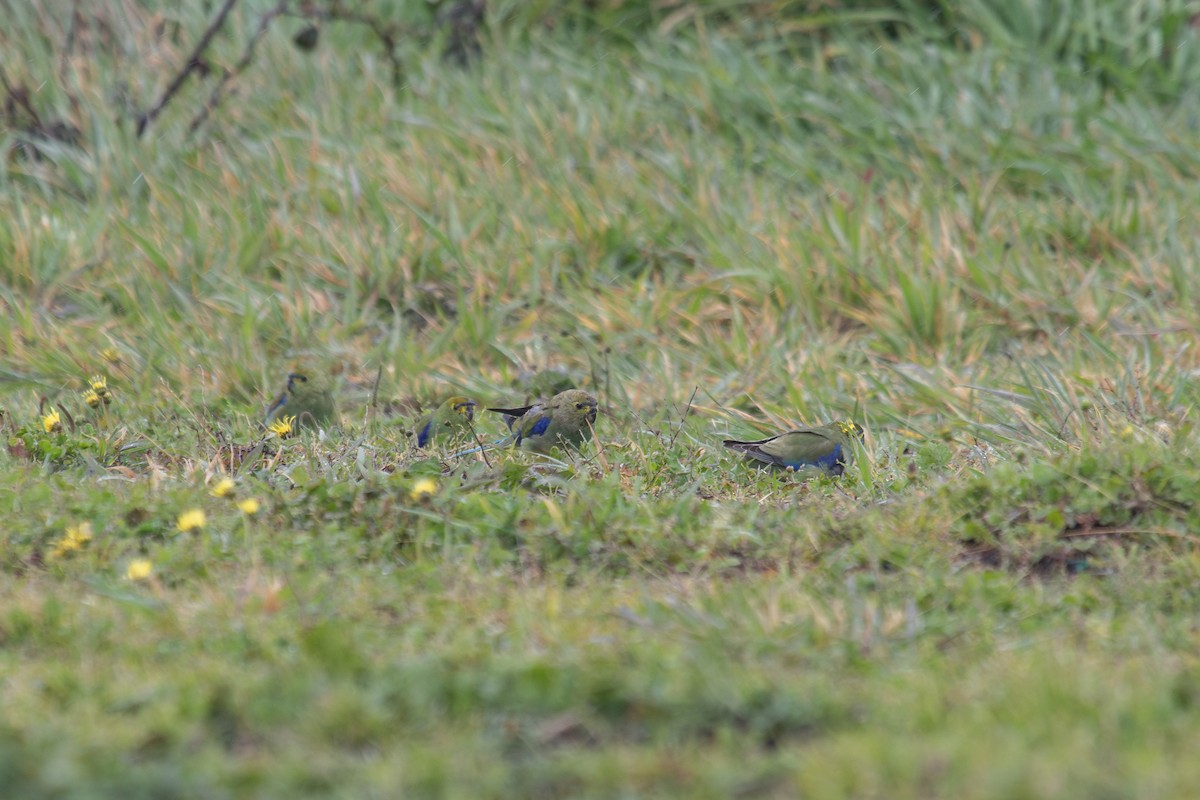 Blue-winged Parrot - ML623940897