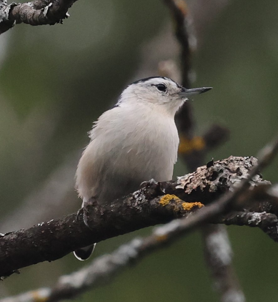 White-breasted Nuthatch (Eastern) - David Nicosia