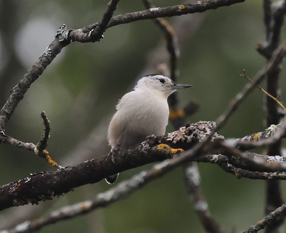 White-breasted Nuthatch (Eastern) - ML623940909