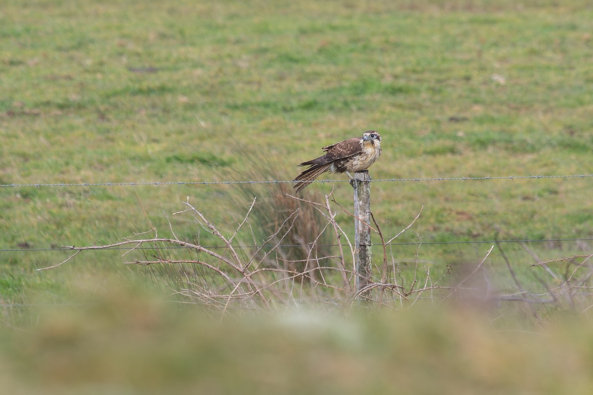 Brown Falcon - ML623940916