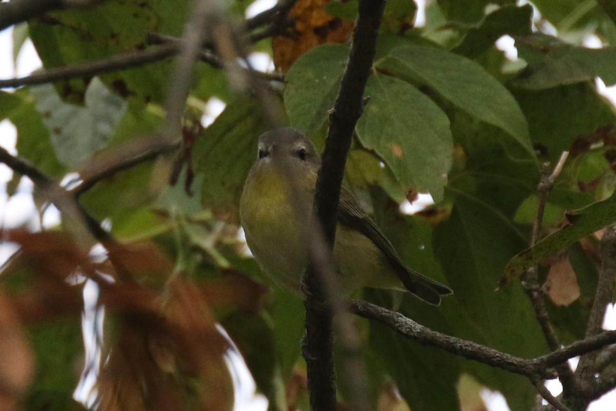 Philadelphia Vireo - ML623940918