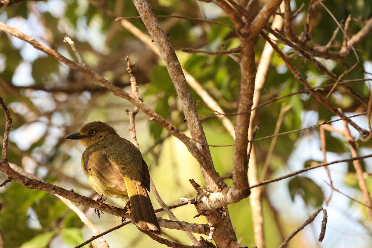 Sombre Greenbul - Alicia Williams