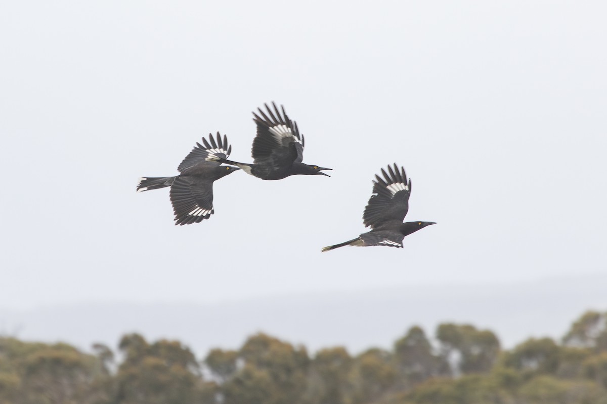 Gray Currawong - ML623940932