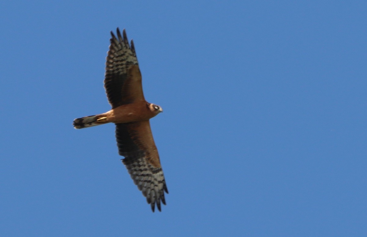 Pallid Harrier - Vladimir Muravskiy