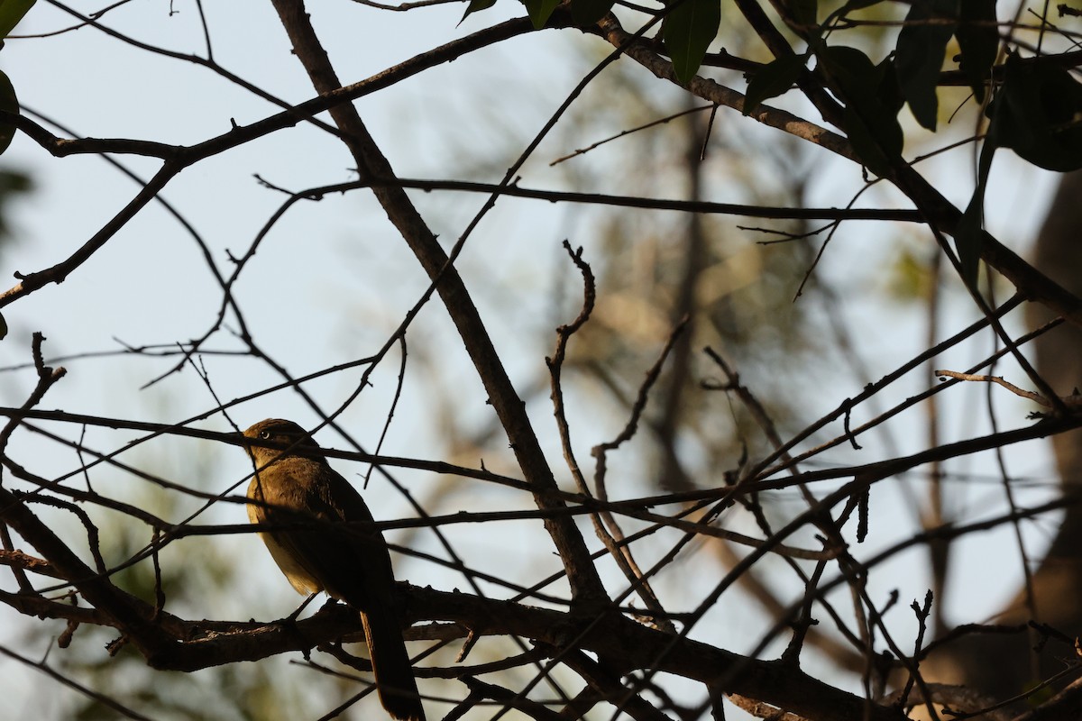 Sombre Greenbul - ML623940939