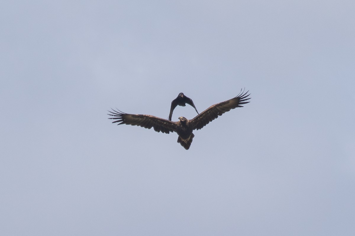 Wedge-tailed Eagle - ML623940943