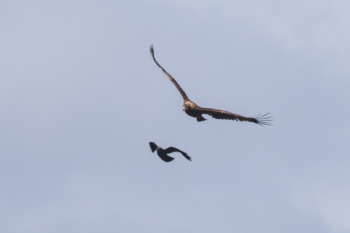 Wedge-tailed Eagle - ML623940944